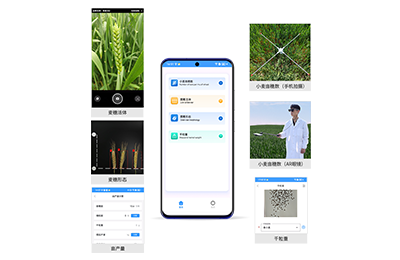 随州市小麦亩穗数分析仪IN-XM02